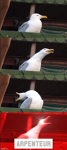 seagull-arpenteur