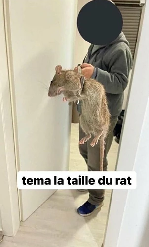 T?malatailledurat