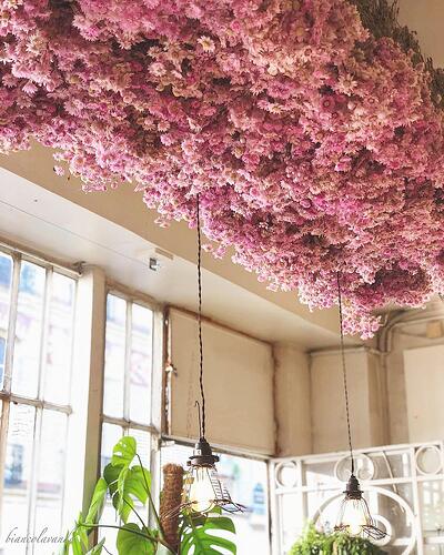 les-fleurs-josset-fleurs-sechees