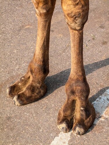 depositphotos_132636802-stock-photo-the-feet-of-a-camel